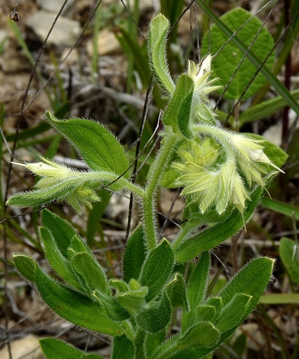 {Lithospermum virginianum}